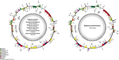 Phylogenomic analysis of Bupleurum in Western Sichuan, China, including an overlooked new species